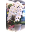 神奈川県横浜市西区花幸の花　胡蝶蘭3本立ち