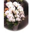 神奈川県横浜市西区花幸の花　胡蝶蘭5本立て